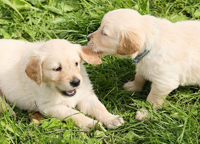 Guardare i cani che giocano